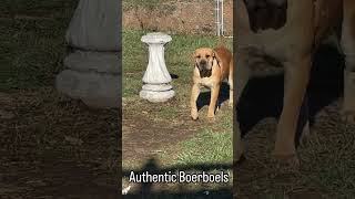 A pack of South African Boerboels 🤩 boerboel southafricanboerboel mastiff [upl. by Redford]