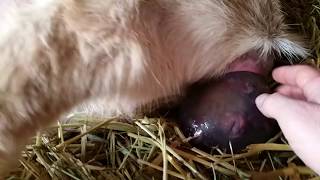 Mini Lamancha Giving Birth To Triplets [upl. by Birecree585]