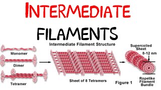 Intermediate filaments [upl. by Connelly85]