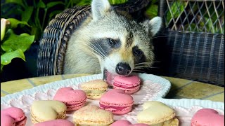 Raccoons Steal and Eat Macarons  Wild Raccoons Celebrate Valentines Day [upl. by Engis]