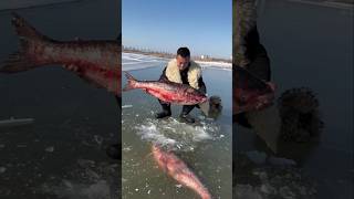 This guy pulls out two big fish from inside the ice [upl. by Tressia]