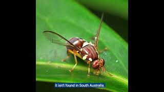 Fruit fly in South Australia  What do fruit fly and maggots look like QampA [upl. by Drehcir]