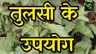 What Can You DO with Basil तुळशी के उपयोग uses of basil [upl. by Theodora]