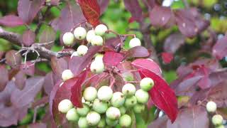 Viburnum prunifolium blackhaw [upl. by Abel196]