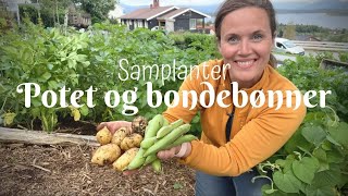 Samplante  Bondebønner og potet [upl. by Refinej]