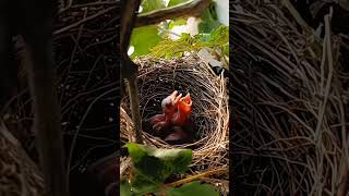 Bulbul bird babies P 32 [upl. by Niras]