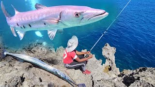 Got Hooked Up On A Barracuda And The Biggest Guard Fish Weve Ever Seen [upl. by Llerrac]