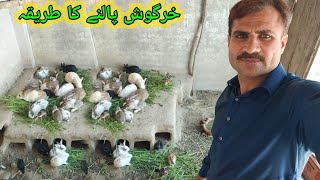 kamyab rabbit farming in colony system  Ghar ki Chat pe Khargosh Rkhne Ka Trika [upl. by Nilreb]