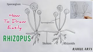 How to draw Rhizopus  labelled diagram of rhizopus [upl. by Myrna649]