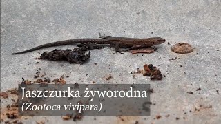 Jaszczurka żyworodna Zootoca vivipara [upl. by Linoel]