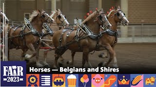 Belgians amp Shires – Fair 2023 [upl. by Elvie]