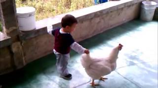 Gallina enseña a caminar a un bebe [upl. by Nraa934]