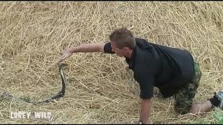 Crazy King Cobra vs Venom Extraction kingcobra snakebite snake venom snakevideo [upl. by Peh267]