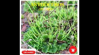 Anthoceros  Life cycle [upl. by Hermine]