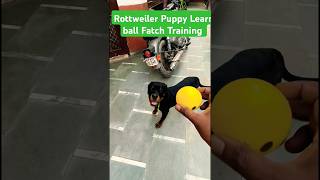 Rottweiler Puppy Learn ball Fatch Training session 436 shorts [upl. by Reace]