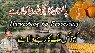 Kinnow I King of Citrus I From Harvesting to Processing I Bhalwal amp Sargodha California of Pakistan [upl. by Yeruoc]