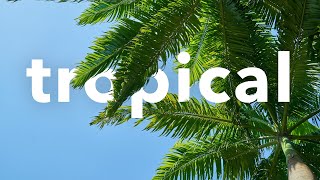 No Copyright Background Music Instrumental Tropical Free Catchy Travel Vlog  Promisse by walen [upl. by Licht]