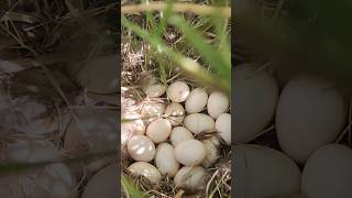 Duckbill dinasor eggs [upl. by Atinaej]