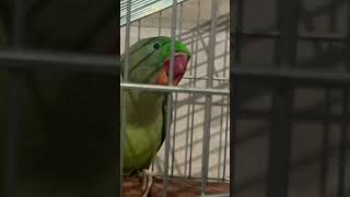 Cute baby parrot screaming and whistling ♥️ trending parrotentertainment music superbparrot [upl. by Reich]