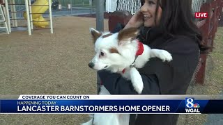 Lancaster Barnstormers unleash wetnose Wednesdays [upl. by Birkett]