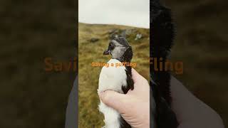 Saving a puffling thousands of puffling fly in to the town and the people safes them [upl. by Neelhtak]