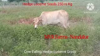 Hedge Lucerne Grass For Dairy Farms buffalo cow rabbit hedgelucerne [upl. by Aikym]