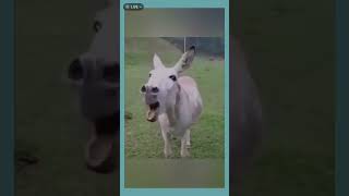 Dog running fast and sliped😁 funny cuteanimals dogshorts cuteannimals cuteanimls cata [upl. by Eibrik]