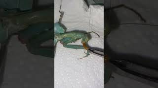 Африканский богомол поедает мучника Sphodromantis viridis insects mantis [upl. by Adnovaj]