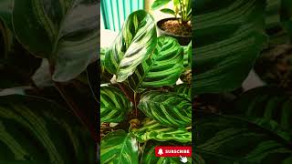 Calathea Makoyana Care Tips How to Grow the Peacock Plant 🌿 peacockplant plants [upl. by Nerrad]