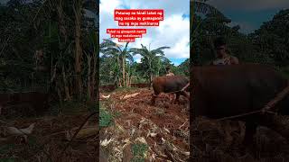 Makalumang kagamitan foryou farmer trending trendingshorts shortvideo support subscribe [upl. by Ueihtam]