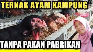 cara ternak ayam kampung dengan pakan alternatif magot dan azolla budidaya tanpa pakan pabrikan [upl. by Atews]