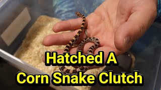 Hatched a corn snake clutch [upl. by Mosora620]