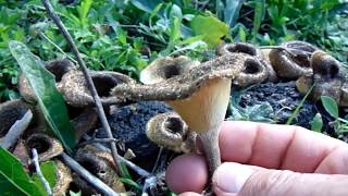 LENTINUS CRINITUS [upl. by Eslek]