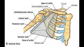 Anatomy   Axilla [upl. by Veronike31]