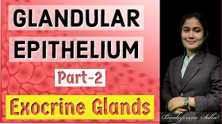 Glandular EpitheliumExocrine GlandsLocation Structure Secretion and FunctionSNEBS BIOLOGY [upl. by Aid]