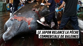 Le Japon relance la pêche commerciale de baleines [upl. by Charron638]