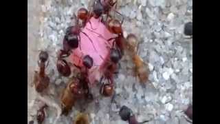 Pogonomyrmex Rugosus Ants [upl. by Enrev]