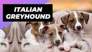 Italian Greyhound 🐶 The Best Lap Dog For Lazy Owners [upl. by Enytsirk]