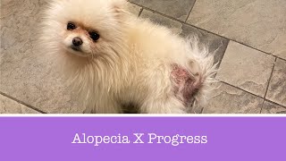 Pomeranian Alopecia X Progress Update [upl. by Siradal]