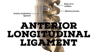 Anterior longitudinal ligament [upl. by Merriam345]