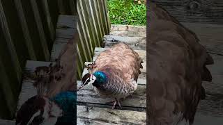 Peahen so curious Gorgeous Purple peafowl peafowl birds nature peahen peahens [upl. by Banerjee]