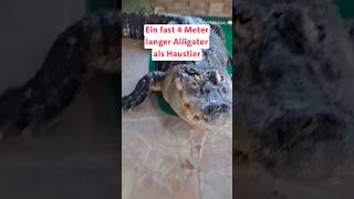 Alligator als Haustier [upl. by Ellek]