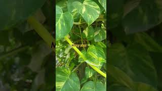 Money plantluckyplant vastu vastuformoney astrology [upl. by Mirisola]