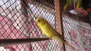 Adorable Budgies Chirping Sounds  Amazing Budgies Breeding Pair  Love Birds🦜💕🥰🐦 [upl. by Aicemaj963]