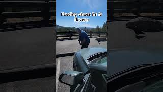 Feeding Massive Ravens Cheez Its at YellowStone [upl. by Tiebout]