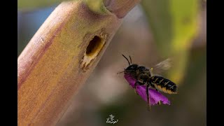 A native bee putting flower petals in her nest [upl. by Ellimahs]