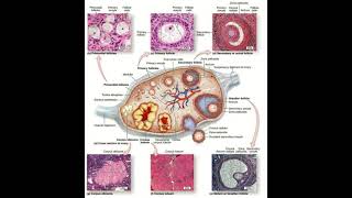 Ovary schematic diagram with micrograph of ovarian follicles [upl. by Ludwog]