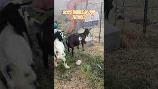 The Future of Baby Goats goat babygoat goatfarm littlegoat goatbreeding minigoat breeder az [upl. by Kirtap736]