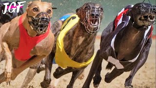 Greyhound legend 525 yard Track Race Showdown [upl. by Kern]