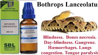 Bothrops lanceolatus Homoeopathic medicine 30 200 1M in hindi By Dr GAYATRI [upl. by Donnie]